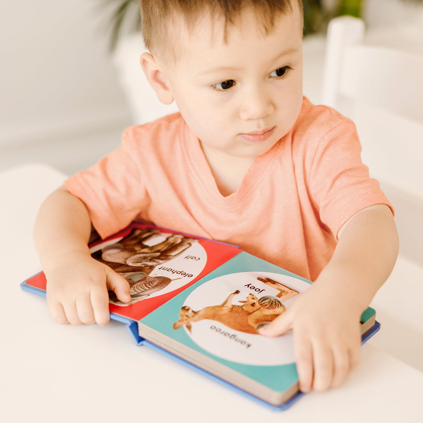 Poke-a-Dot: Wild Animal Families Board Book S9